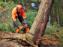 How Our Tree Care Process Works  in Glendora, CA